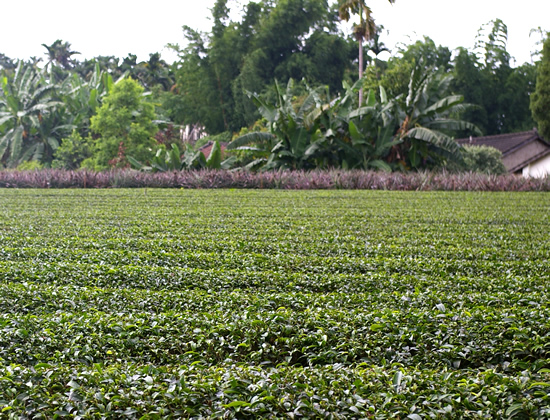 パイナップル畑と茶畑